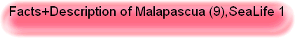 Facts+Description of Malapascua (9),SeaLife 1