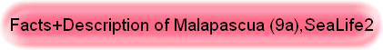 Facts+Description of Malapascua (9a),SeaLife2