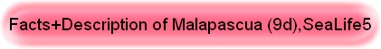 Facts+Description of Malapascua (9d),SeaLife5